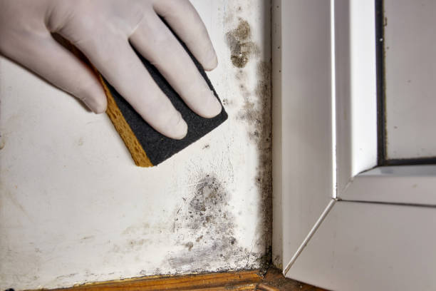 Colmar Manor, MD Mold Removal Company